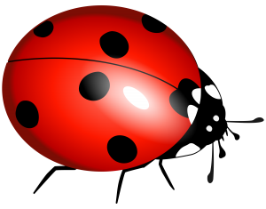 ladybug PNG image-3962